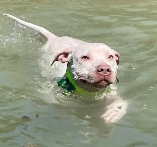 Електронни нашийници 3 в 1-GPS, електронен нашийник и електронна ограда